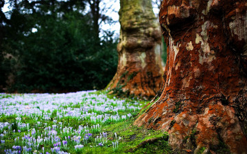Картинка цветы крокусы весна стволы мох