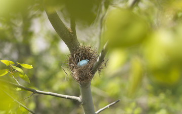 Картинка животные гнезда птиц ветка