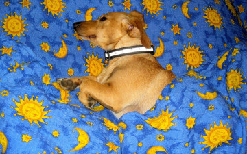 Картинка животные собаки постель ошейник