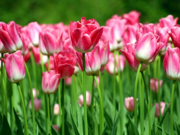 Обои картинки фото цветы, тюльпаны, много, розовый