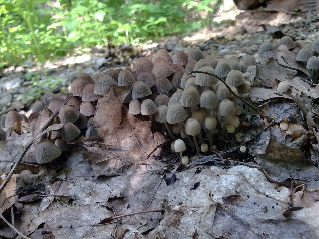 Обои картинки фото природа, грибы, 2048х1536