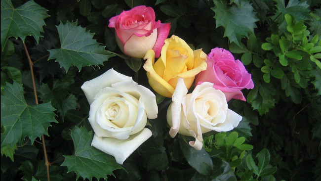 Обои картинки фото цветы, розы, желтый, белый, розовый