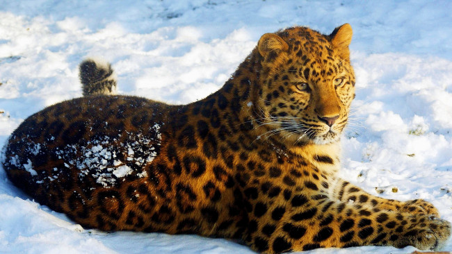 Обои картинки фото леопард, на, снегу, животные, леопарды, лежит, смотрит, снег