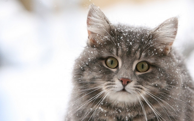 Обои картинки фото животные, коты, кот, пушистый, взгляд, удивленный, снег