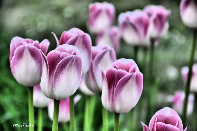Обои картинки фото цветы, тюльпаны, tulip