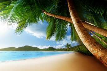 Картинка природа тропики пляж пальмы песок океан лето