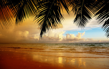 Картинка природа тропики пальмы океан побережье горизонт