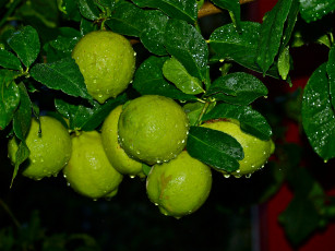 Картинка природа плоды лайм листья вода капли роса лимоны цитрусы