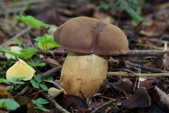 Картинка природа грибы моховик