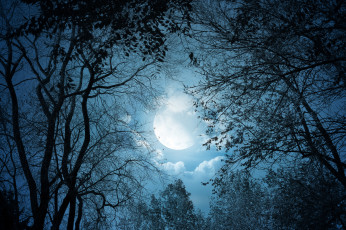Картинка природа деревья облака ночь лунный свет clouds landscape moonlight moon night trees nature пейзаж луна