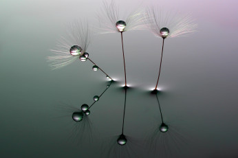 Картинка природа макро water droplets вода одуванчик капли minimalism