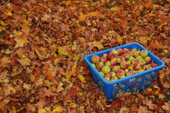 обоя еда, Яблоки, яблоки, осень, ящик, урожай, листья