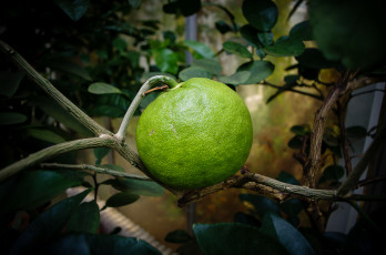 Картинка природа плоды лимончик