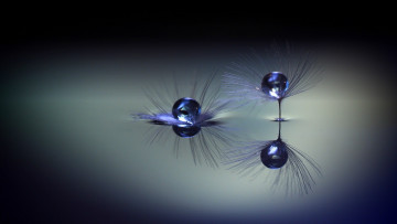 Картинка природа макро minimalism вода одуванчик капли droplets water