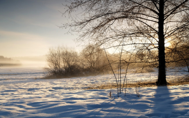 Обои картинки фото природа, зима, кусты, туман, снег, поле, дерево