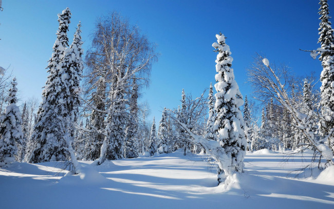Обои картинки фото природа, зима, снег, деревья, мороз, елка, сугроб, ель, лес, небо, утро