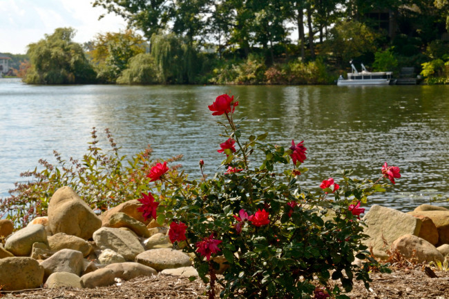 Обои картинки фото природа, реки, озера, камни, розы, озеро