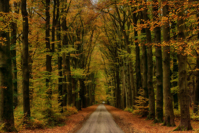 Обои картинки фото природа, дороги, осень, шоссе, лес