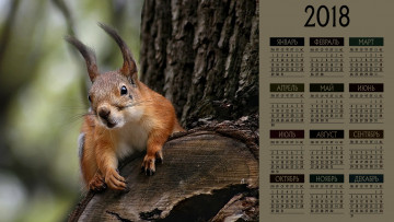 Картинка календари животные взгляд белка
