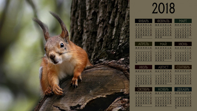 Обои картинки фото календари, животные, взгляд, белка