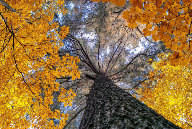 Обои картинки фото природа, деревья, ветки, осень, ракурс, дерево