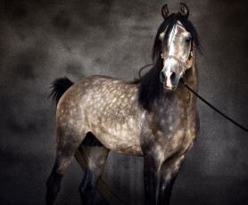 Картинка животные лошади уздечка конь