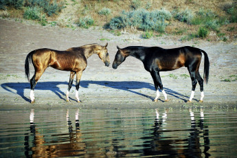Картинка животные лошади кони ахалтекинцы озеро