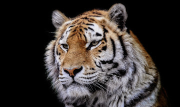 Картинка животные тигры портрет