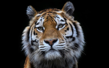 обоя животные, тигры, портрет