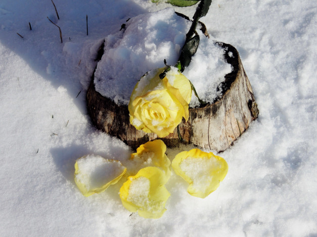 Обои картинки фото цветы, розы, лепестки, снег, роза