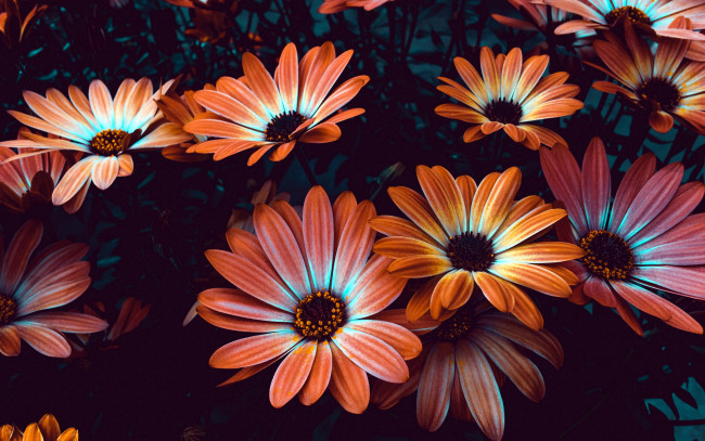 Обои картинки фото цветы, остеоспермумы, двухцветный
