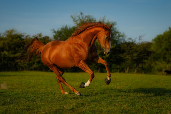 Картинка животные лошади лошадь гнедая лужайка