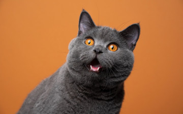 Картинка животные коты кот серый британец забавный