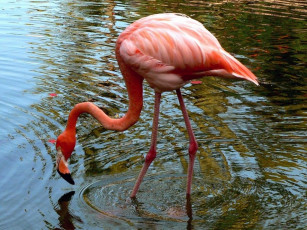 обоя животные, фламинго