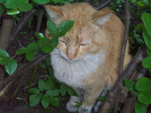 Картинка дворняга животные коты