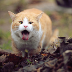 Картинка животные коты листья язык рыжий кот