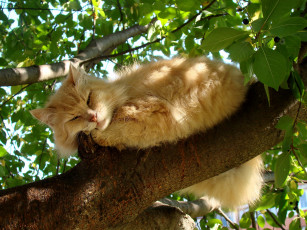 Картинка животные коты отдых дерево рыжий