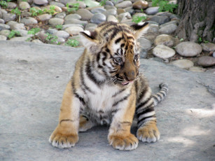 Картинка животные тигры котёнок