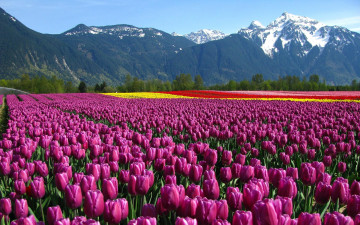 Картинка цветы тюльпаны пейзаж поле гоы