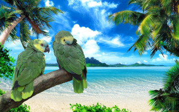 Картинка синелобый амазон животные попугаи пальмы море
