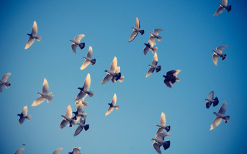 Картинка животные голуби полет небо