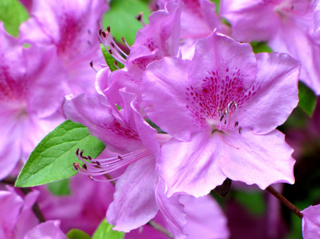 Обои картинки фото цветы, рододендроны, азалии, розовый