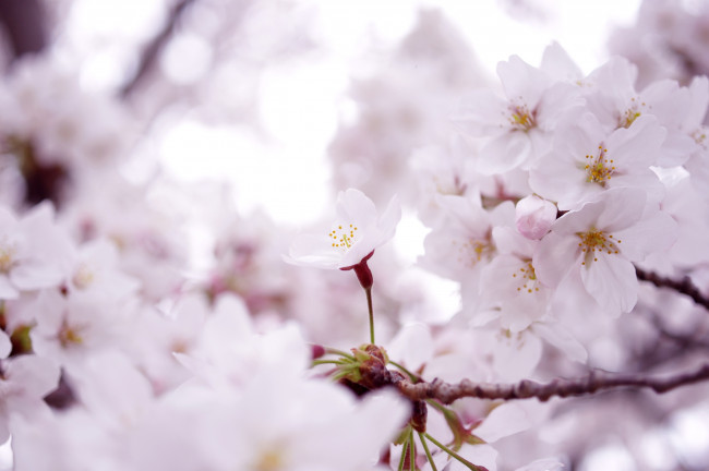 Обои картинки фото цветы, сакура, вишня, ветки, цветение, нежность