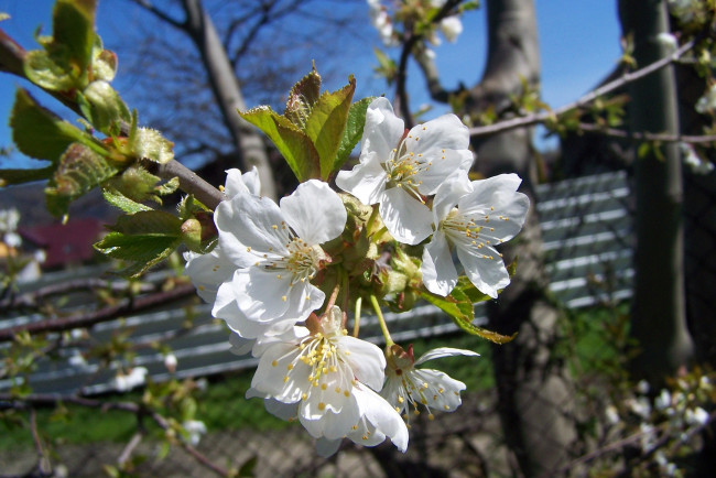 Обои картинки фото цветы, сакура, вишня, весна, ветка