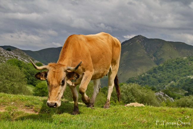 Обои картинки фото животные, коровы, буйволы, cow