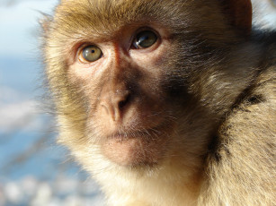 Картинка животные обезьяны обезьяна мартышка взгляд