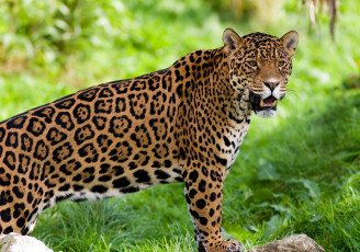 Картинка животные Ягуары хищник кошка