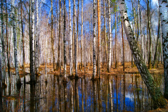 Картинка природа лес екатеринбург