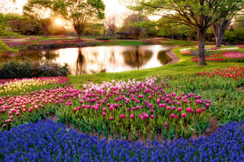 Картинка природа парк деревья восход цветы пруд