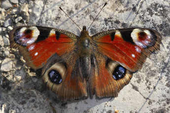 Картинка животные бабочки бабочка павлиний глаз